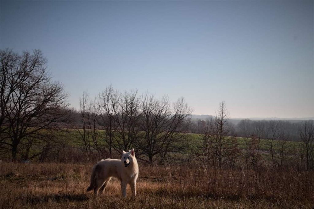 Spyke White Pearl Of Chester