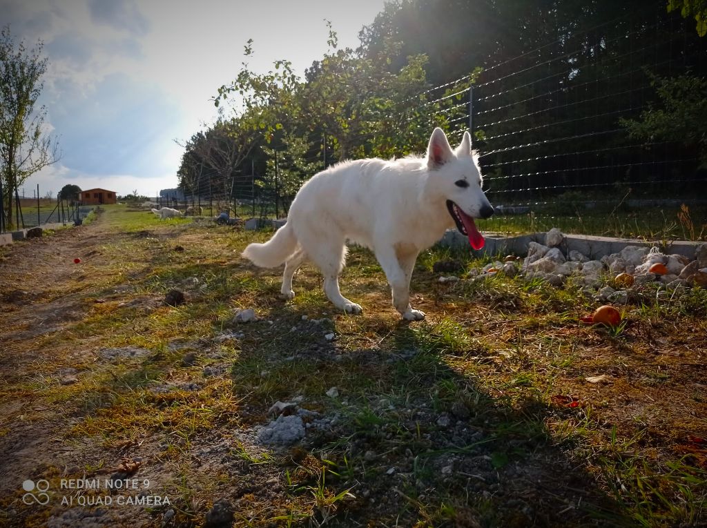 Sunshine sako du Domaine des Gladiateurs