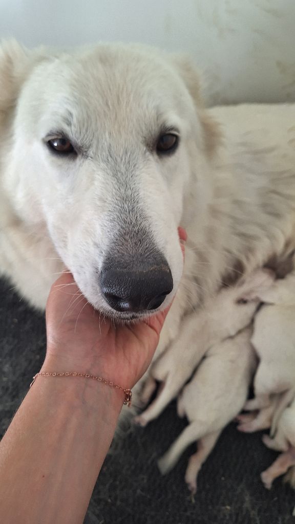 chiot Berger Blanc Suisse du Domaine des Gladiateurs