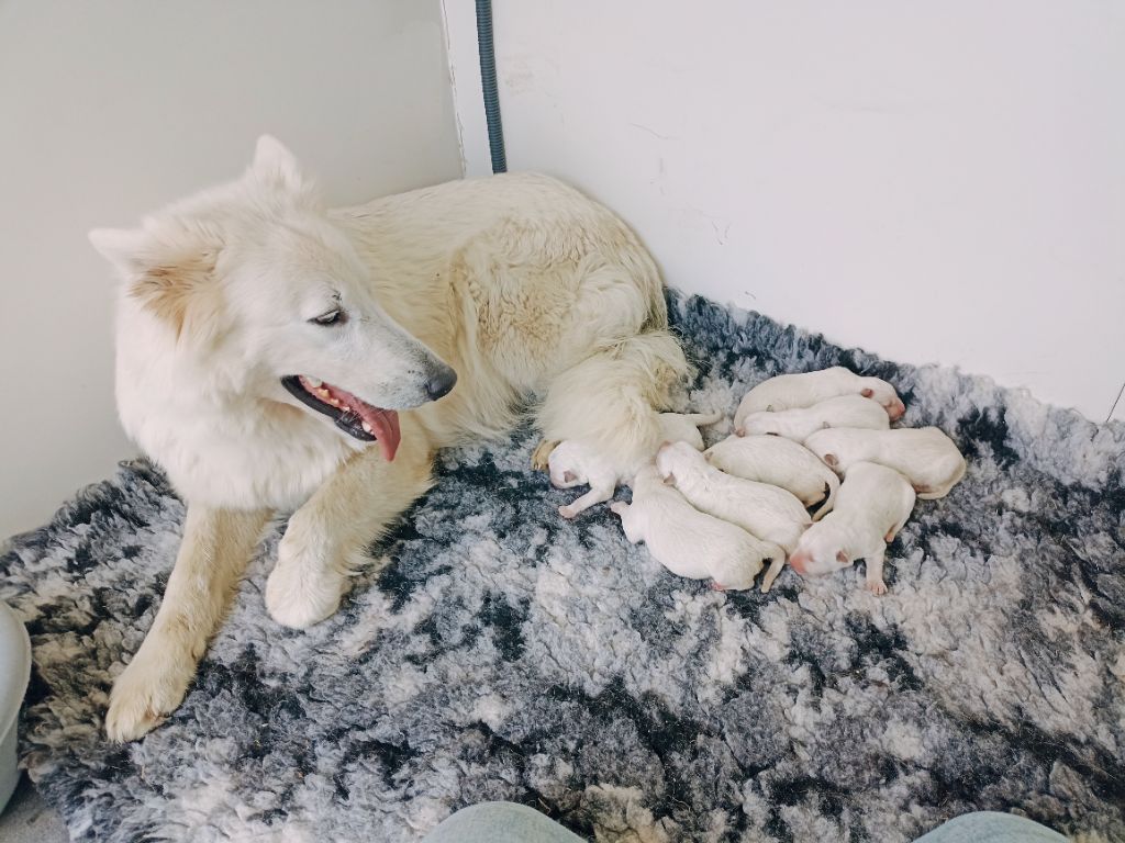 chiot Berger Blanc Suisse du Domaine des Gladiateurs