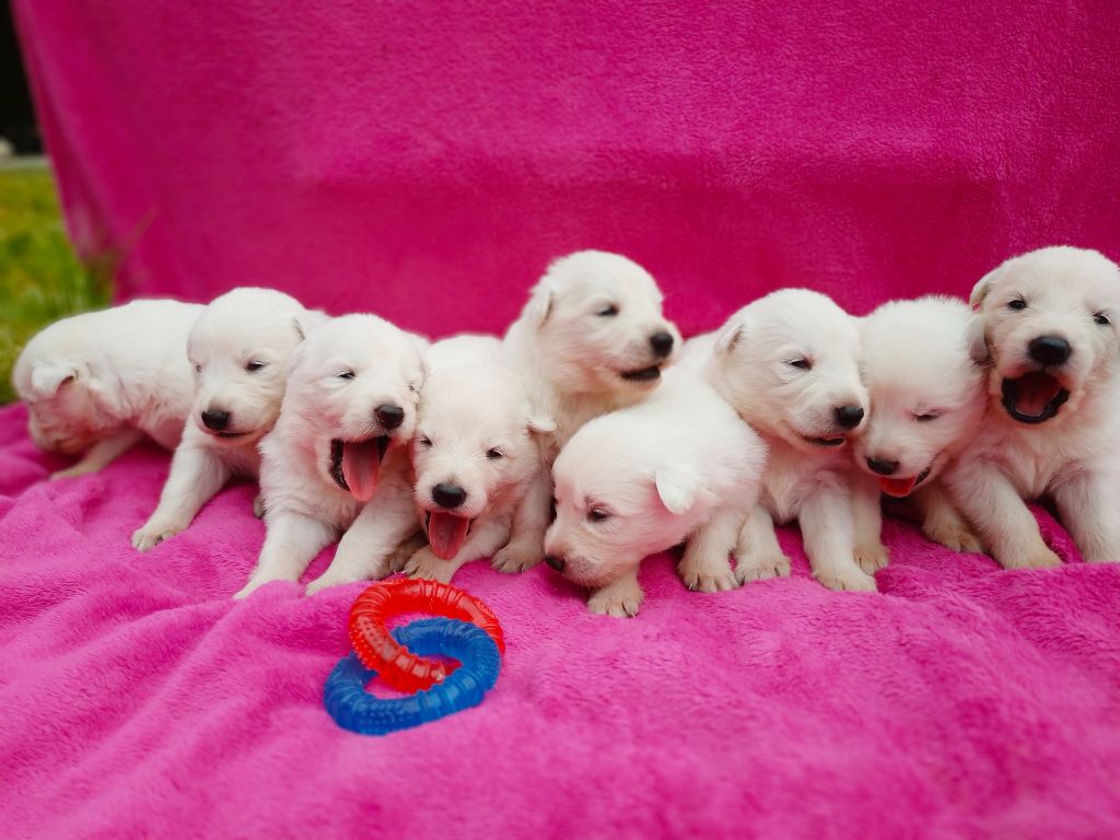 du Domaine des Gladiateurs - Berger Blanc Suisse - Portée née le 12/06/2019