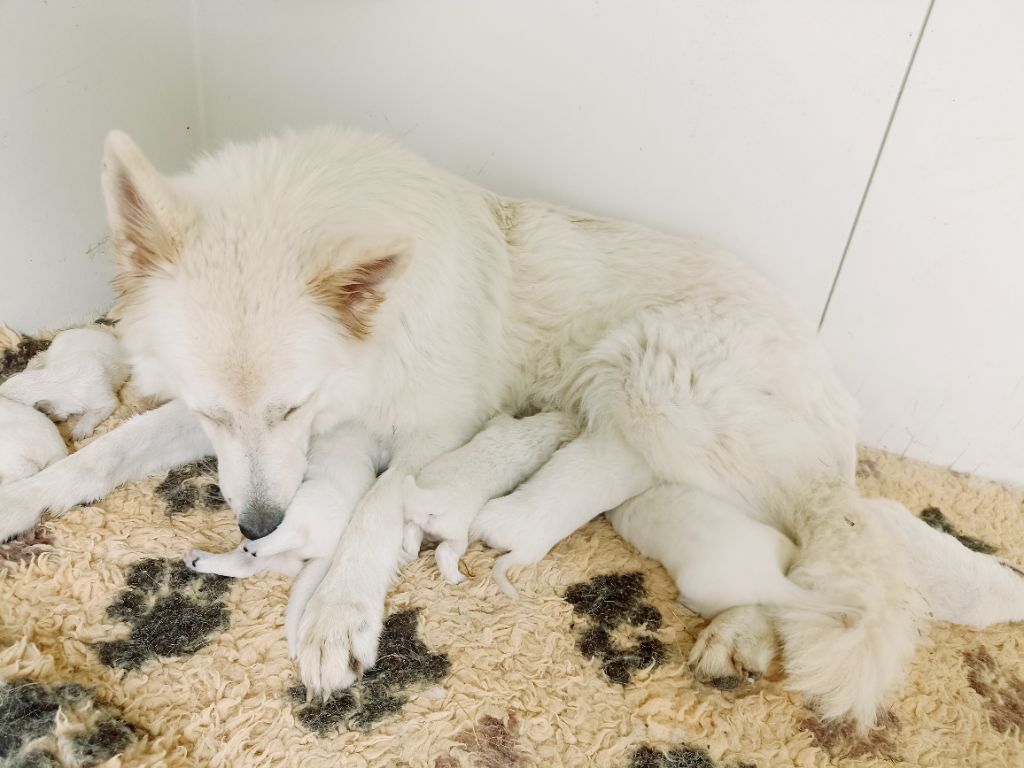 chiot Berger Blanc Suisse du Domaine des Gladiateurs