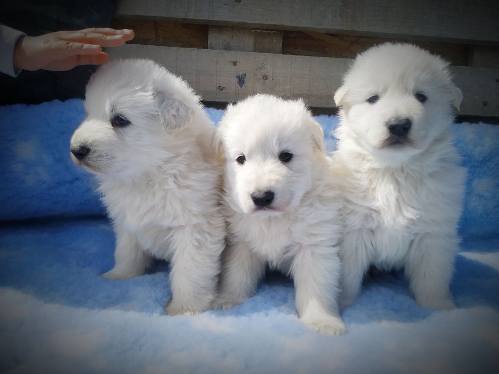 du Domaine des Gladiateurs - Berger Blanc Suisse - Portée née le 12/03/2021