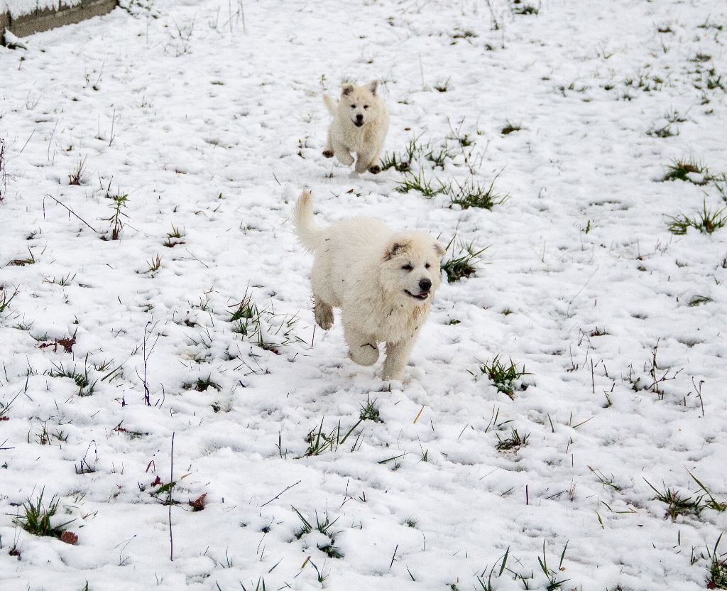 chiot Berger Blanc Suisse du Domaine des Gladiateurs