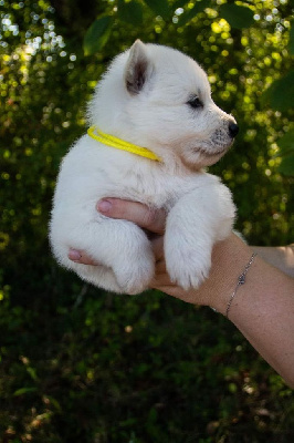 du Domaine des Gladiateurs - Berger Blanc Suisse - Portée née le 01/09/2023