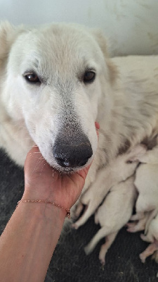 du Domaine des Gladiateurs - Berger Blanc Suisse - Portée née le 21/08/2024