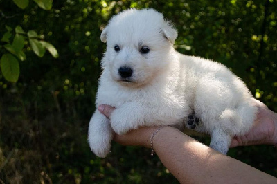 du Domaine des Gladiateurs - Berger Blanc Suisse - Portée née le 01/09/2023