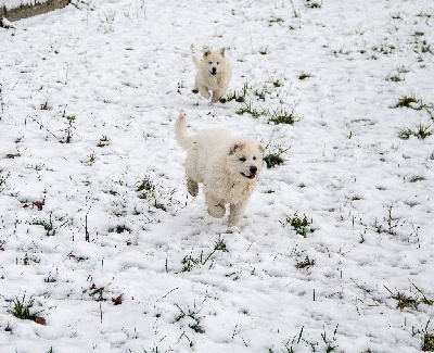 du Domaine des Gladiateurs - Berger Blanc Suisse - Portée née le 13/11/2022