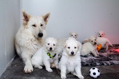 du Domaine des Gladiateurs - Berger Blanc Suisse - Portée née le 19/02/2022