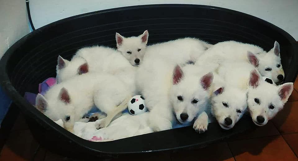 du Domaine des Gladiateurs - Berger Blanc Suisse - Portée née le 16/10/2018