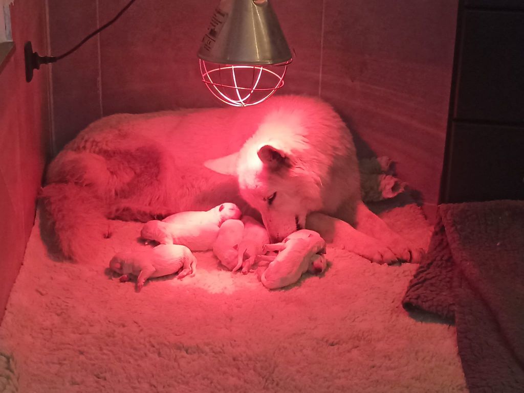 chiot Berger Blanc Suisse du Domaine des Gladiateurs