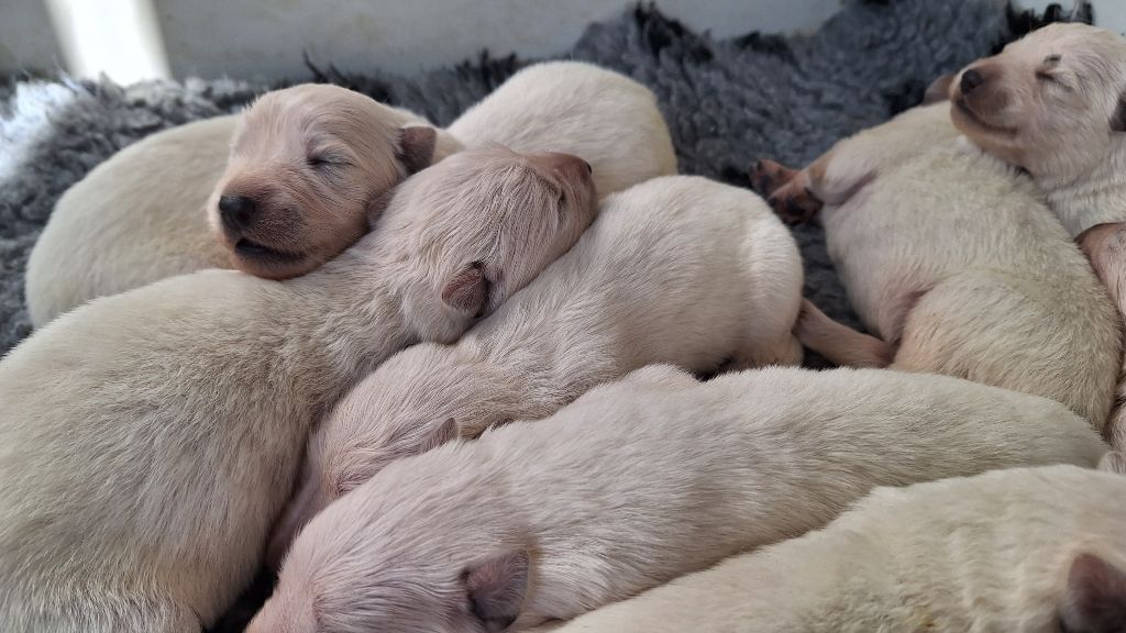 chiot Berger Blanc Suisse du Domaine des Gladiateurs