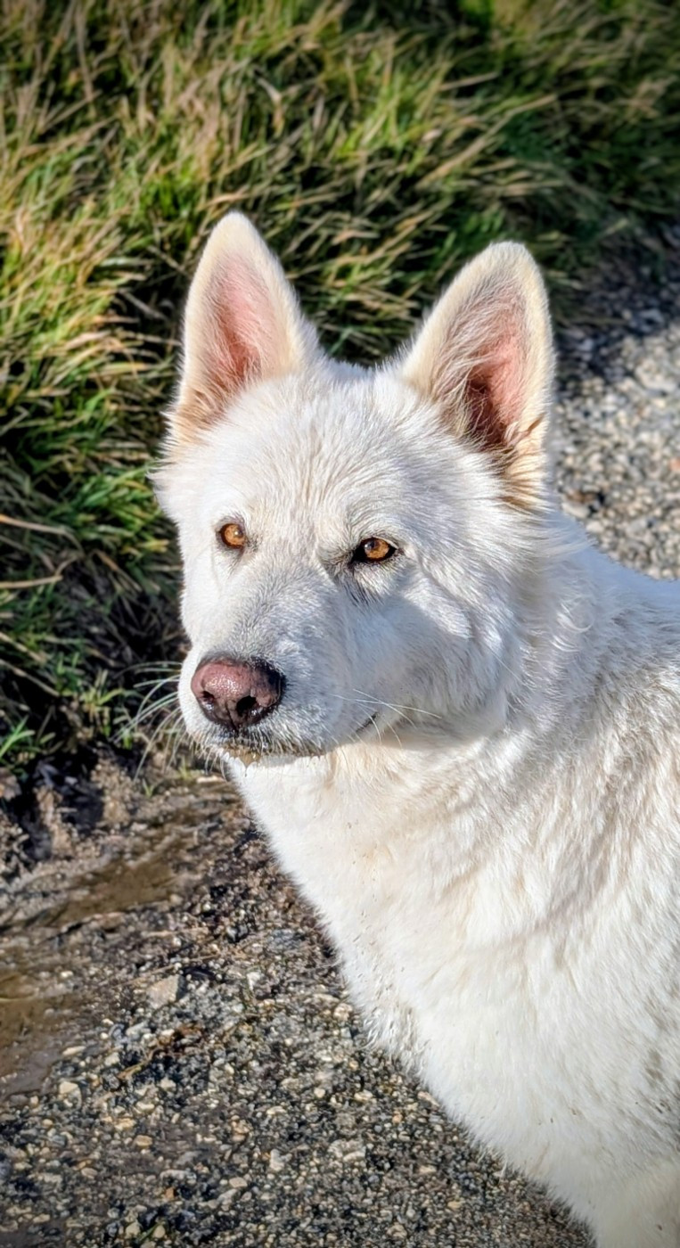 Informations futures portées
