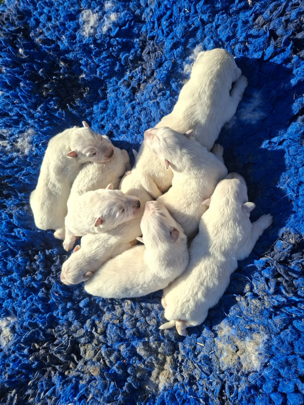 du Domaine des Gladiateurs - Berger Blanc Suisse - Portée née le 18/11/2025