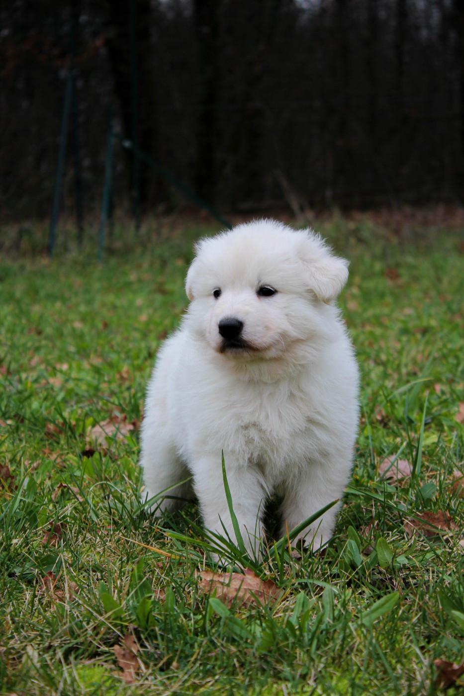 du Domaine des Gladiateurs - Chiots disponibles - Berger Blanc Suisse