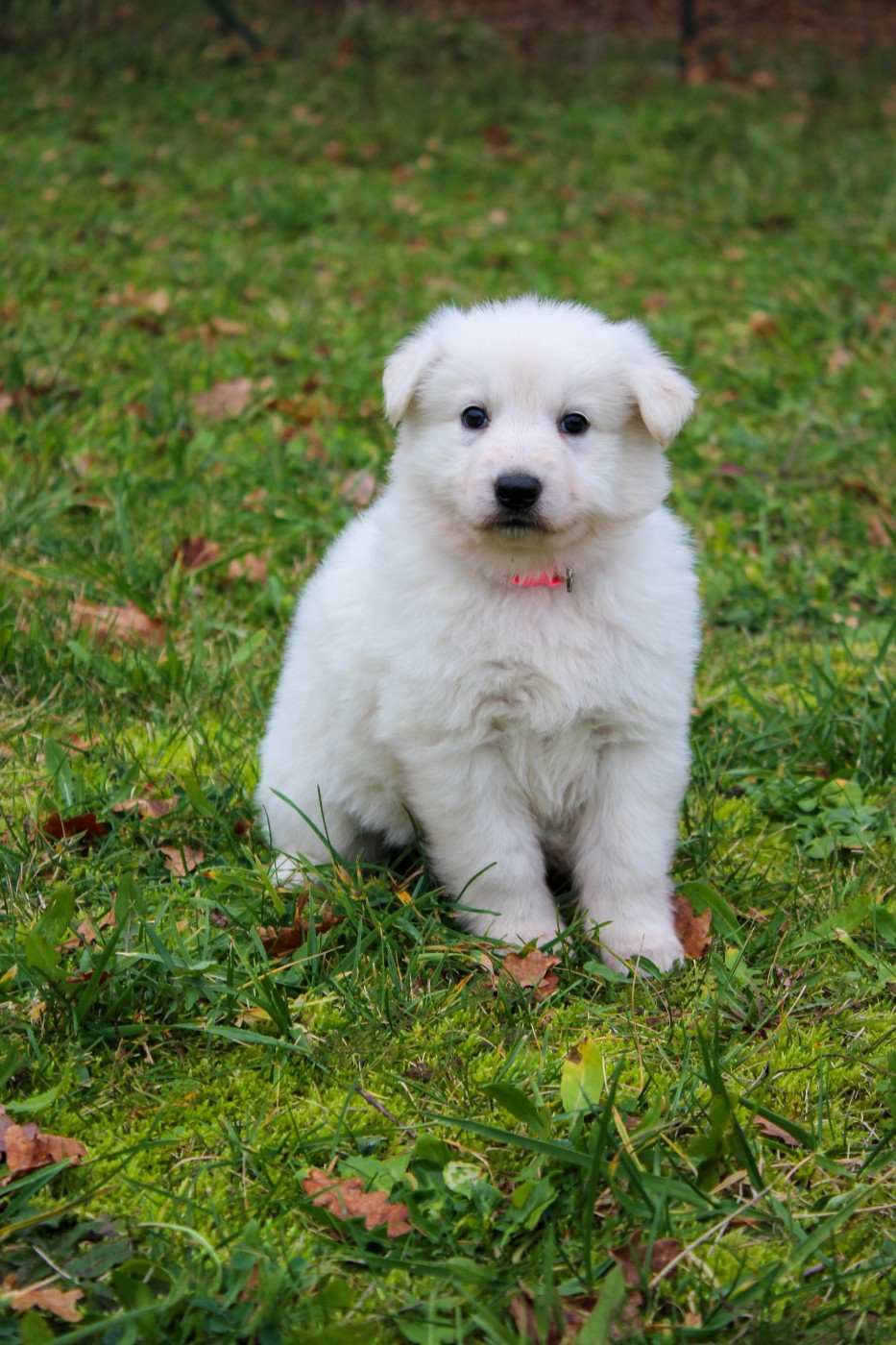 du Domaine des Gladiateurs - Chiots disponibles - Berger Blanc Suisse