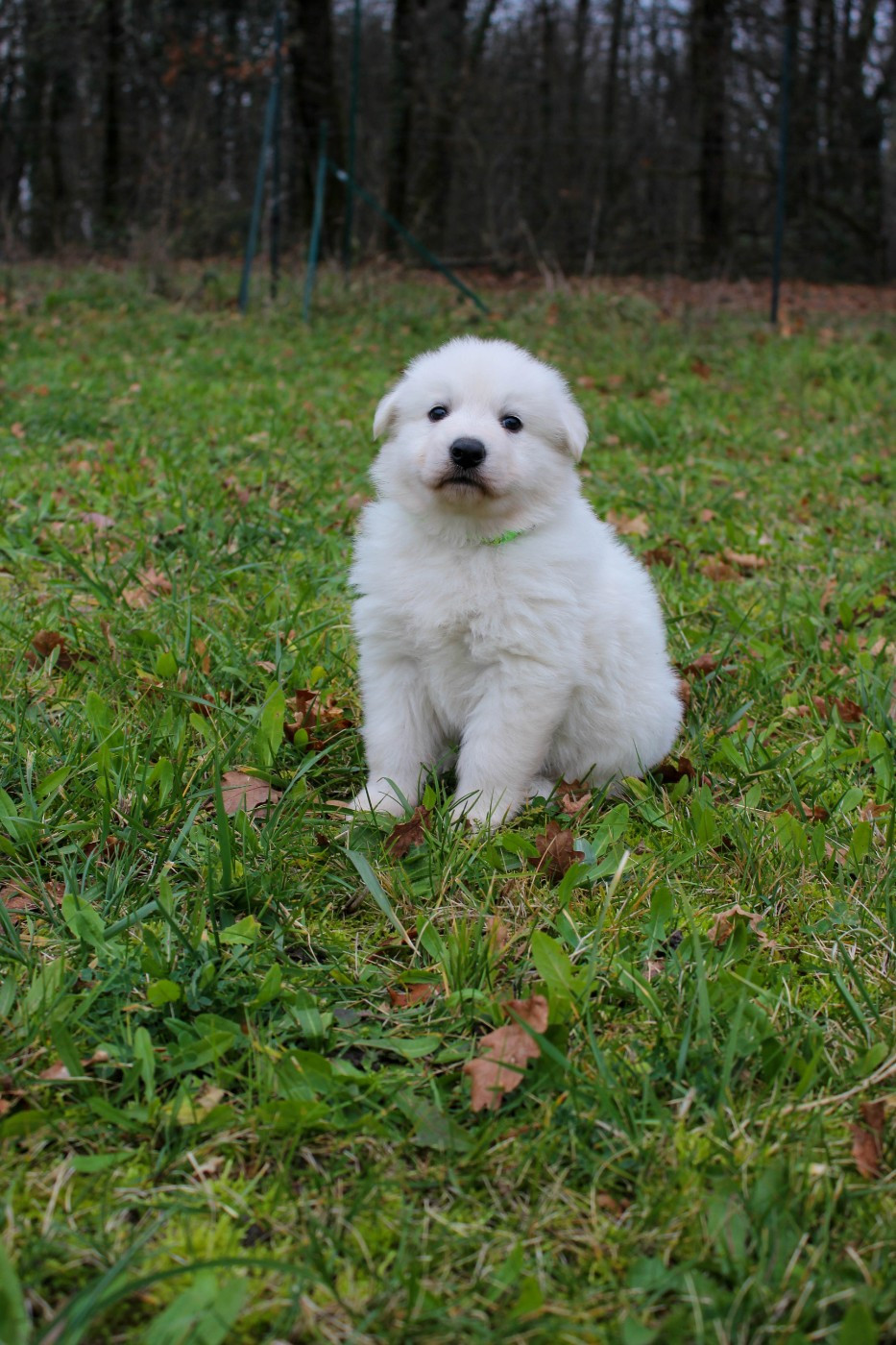du Domaine des Gladiateurs - Chiots disponibles - Berger Blanc Suisse