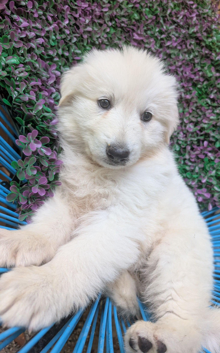 du Domaine des Gladiateurs - Chiots disponibles - Berger Blanc Suisse