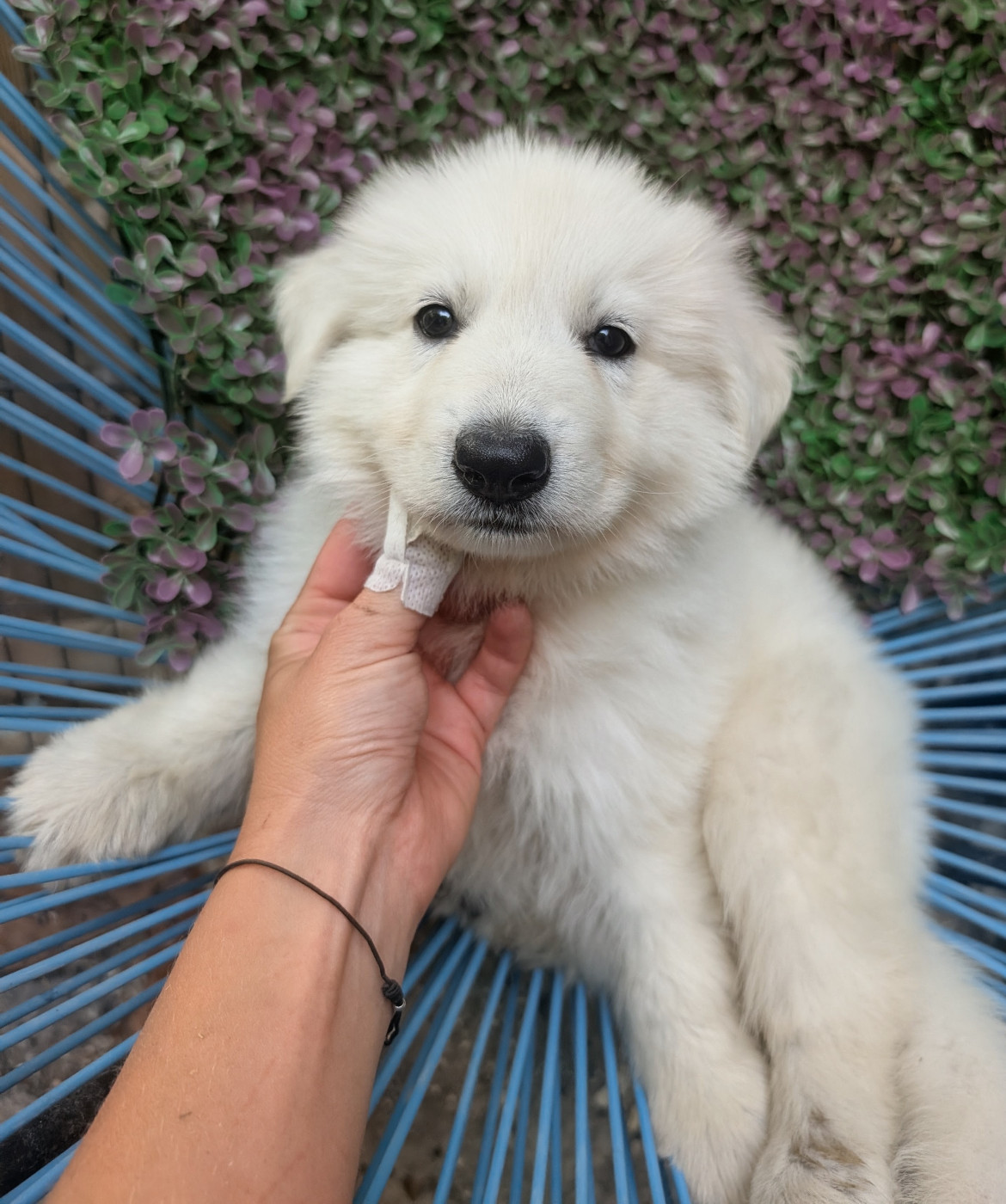 du Domaine des Gladiateurs - Chiots disponibles - Berger Blanc Suisse