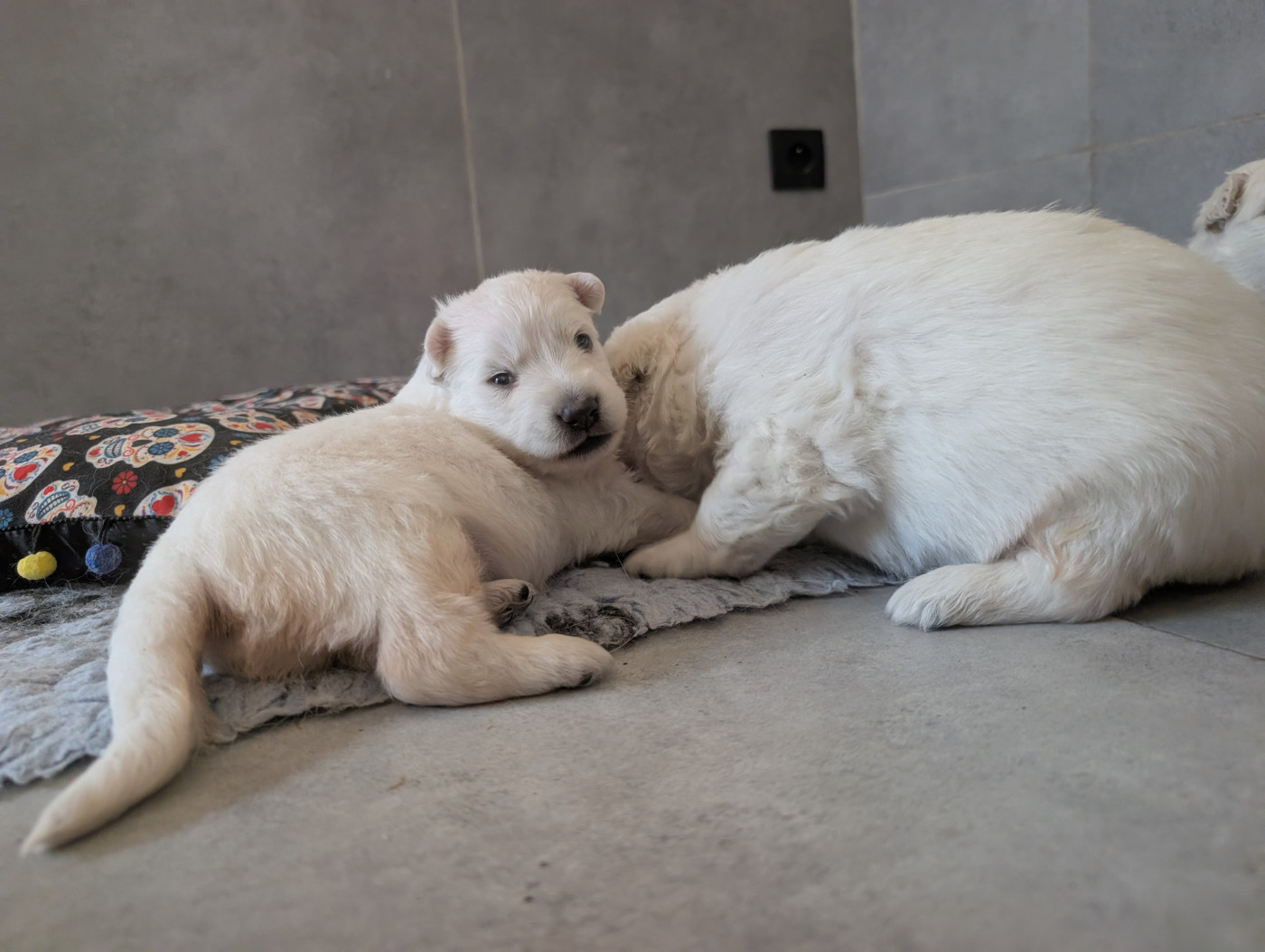 du Domaine des Gladiateurs - Chiots disponibles - Berger Blanc Suisse