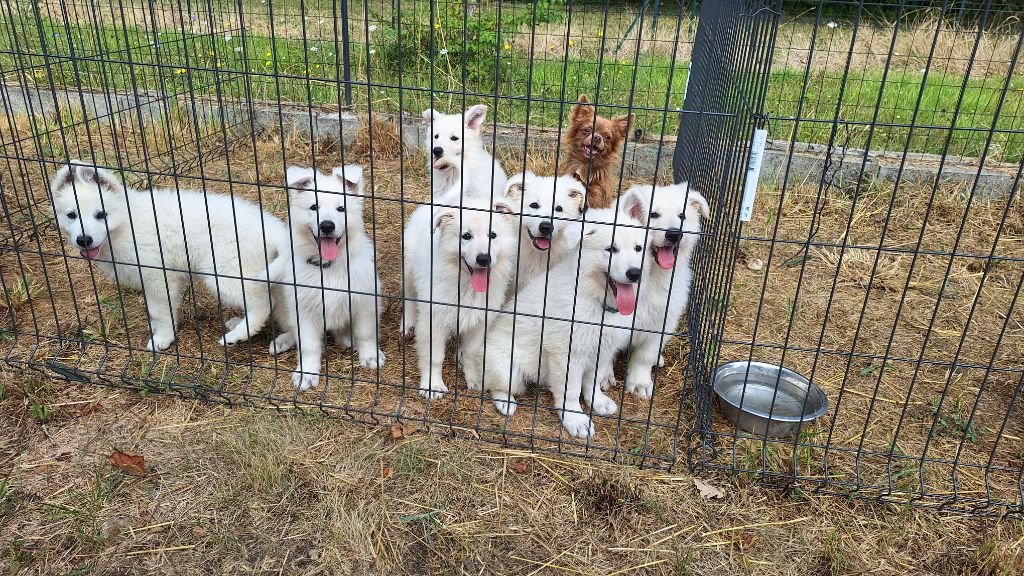 du Domaine des Gladiateurs - Berger Blanc Suisse - Portée née le 19/05/2025