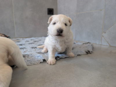Chiot N°1