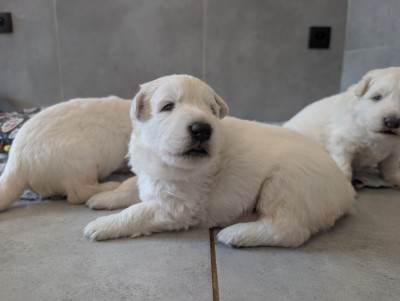 Chiot N°2