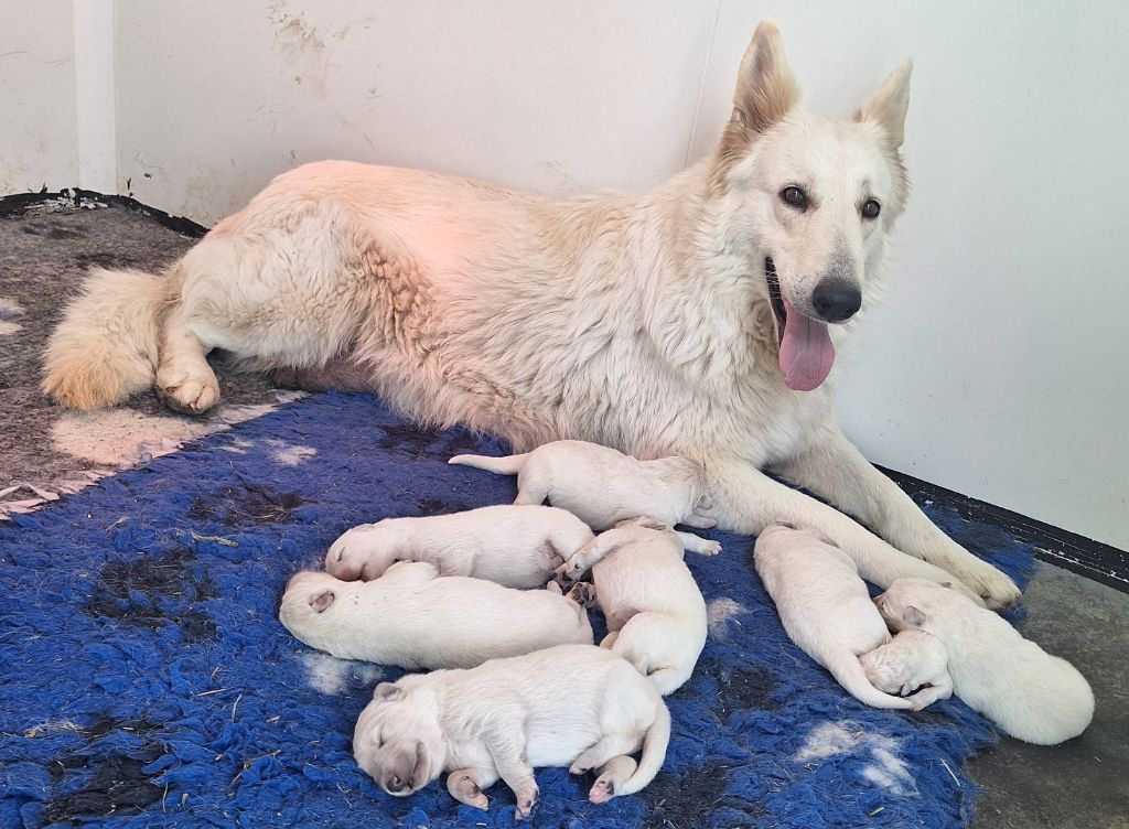 du Domaine des Gladiateurs - Berger Blanc Suisse - Portée née le 19/05/2025